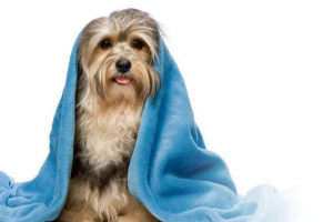 Як очистити собаку? Як очистити собаку?